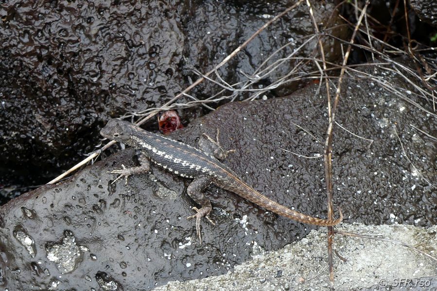 Lavaeidechse im Informationszentrum von San Cristóbal, Galapagos