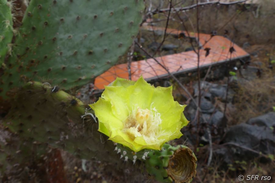 Opuntienblüte im Informationszentrum von San Cristóbal, Galapagos