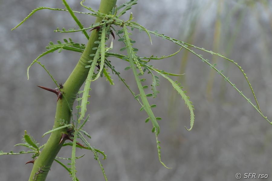 Parkinsonia im Informationszentrum von San Cristóbal, Galapagos