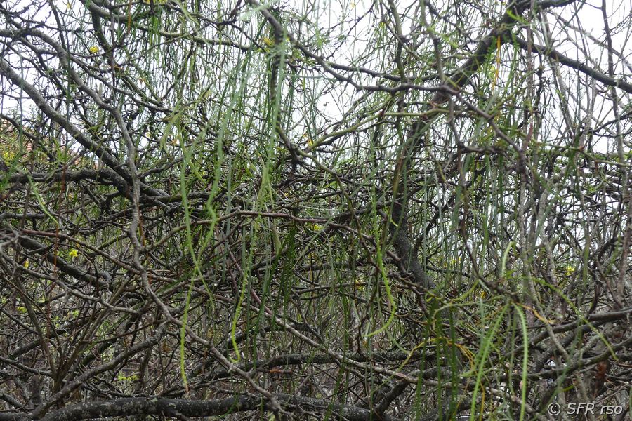 Parkinsonia im Informationszentrum von San Cristóbal, Galapagos