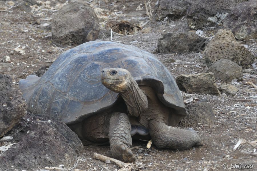 Riesenschildkröte im Informationszentrum von San Cristóbal, Galapagos