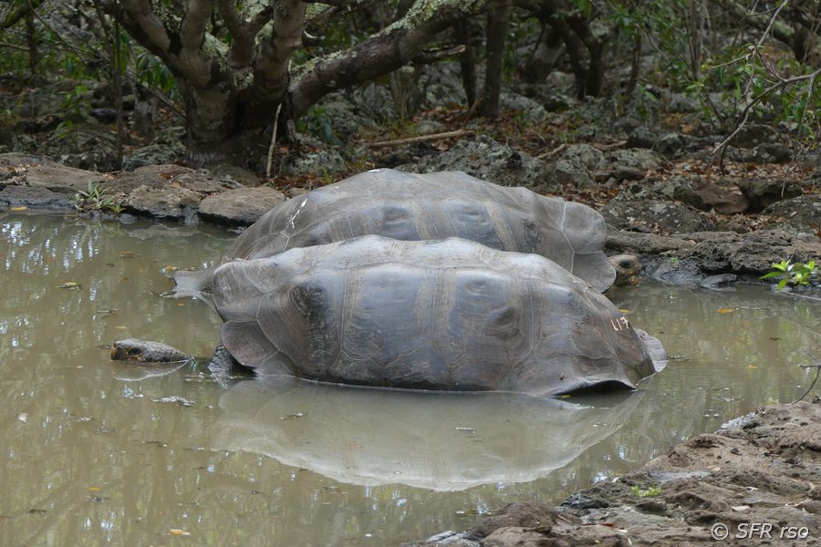 Schildkrötenaufzuchts-Zentrum in San Cristóbal, Galapagos