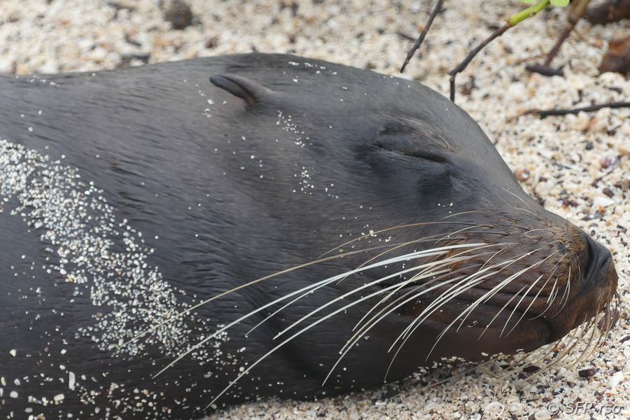 Seelöwe im Informationszentrum von San Cristóbal, Galapagos