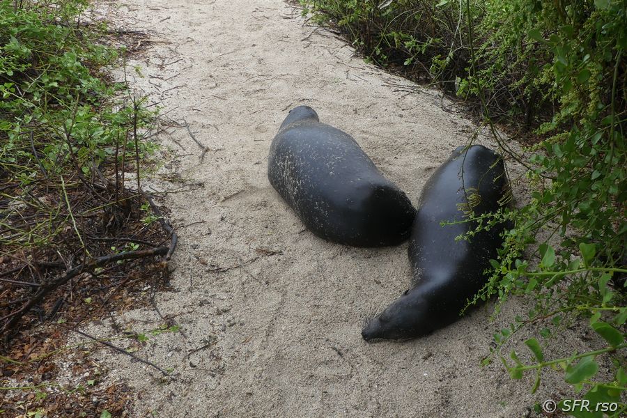 Seelöwen im Informationszentrum von San Cristóbal, Galapagos