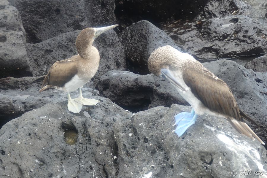 Blaufußtölpel in Playa Mann, Galapagos