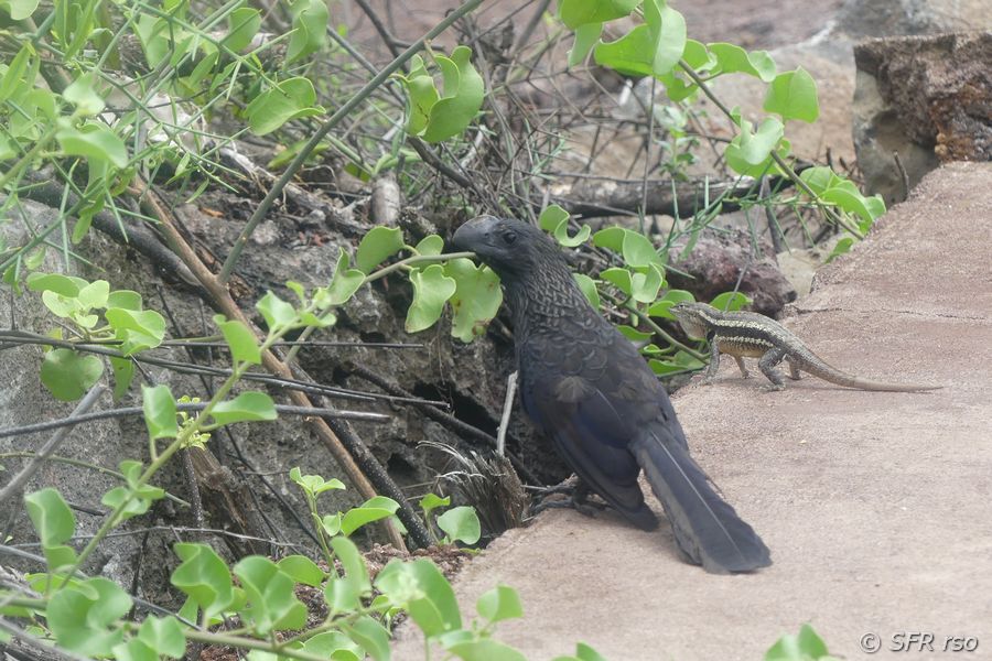 Dickschnabel Darwin Fink in Playa Mann, Galapagos