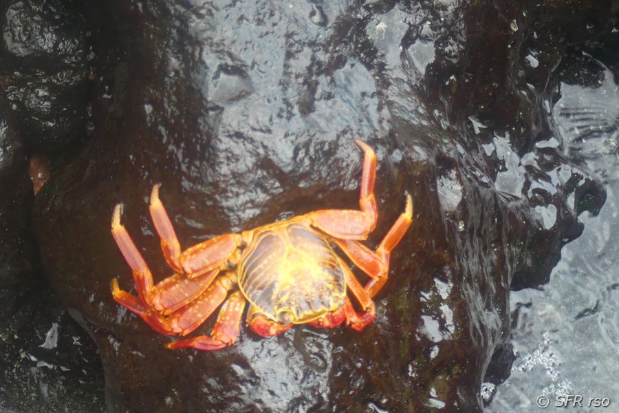 Rote Klippenkrabbe in Playa Mann, Galapagos