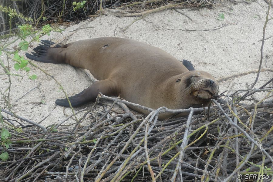 Seelöwe in Playa Mann, Galapagos