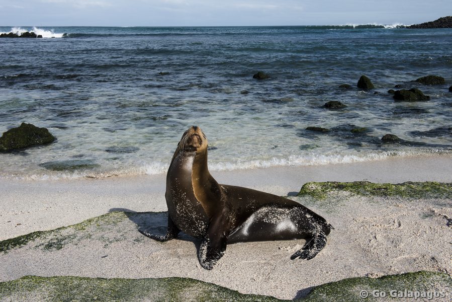 Strand in Baquerizo Moreno, Galapagos
