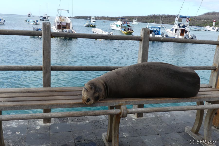 Seelöwe auf Bank in Baquerizo Moreno, Galapagos