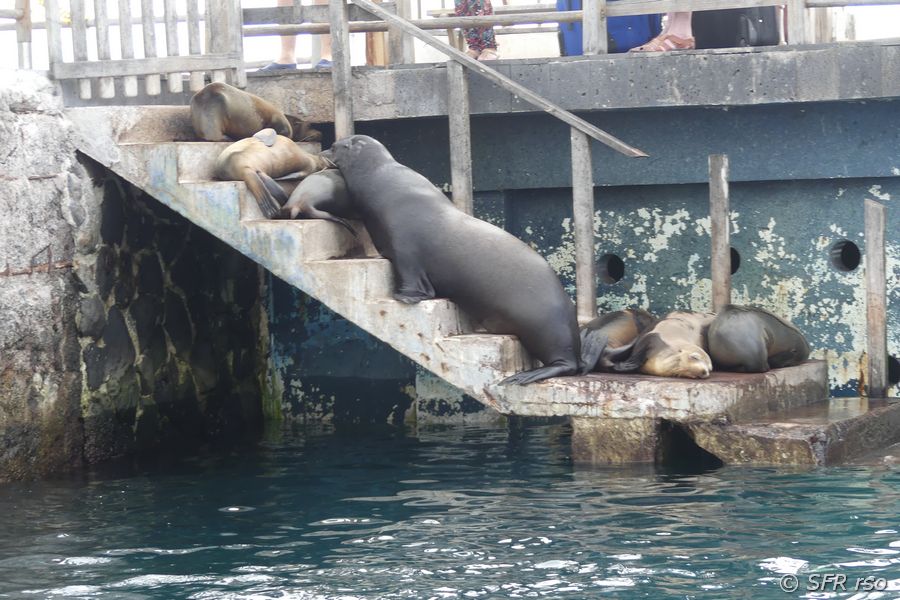 Seelöwe auf Treppe in Baquerizo Moreno, Galapagos