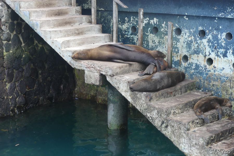 Seelöwen auf Treppe in Baquerizo Moreno, Galapagos