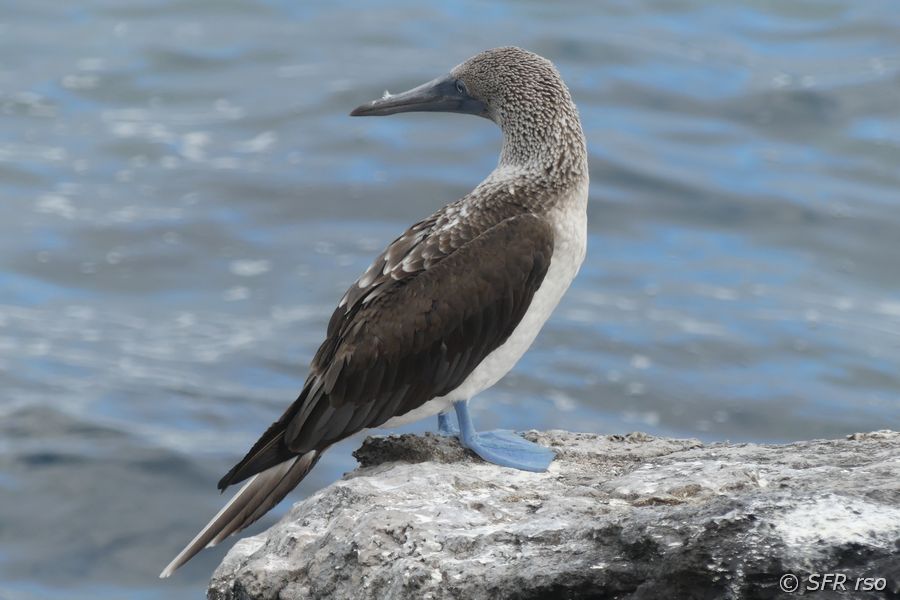 Blaufußtölpel in Puerto Chino, Galapagos