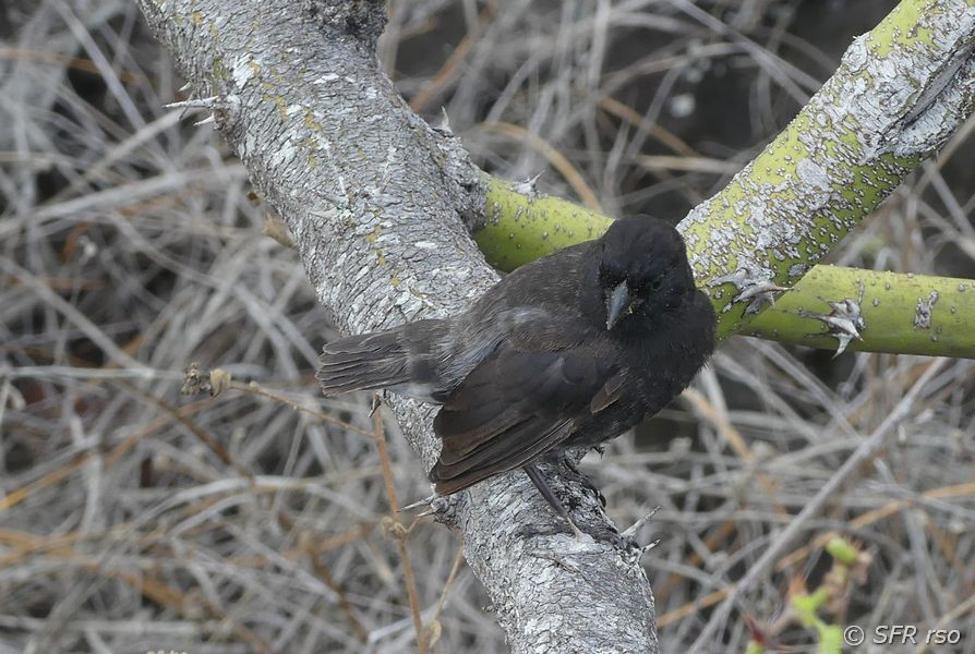 Grundfink in Puerto Chino, Galapagos
