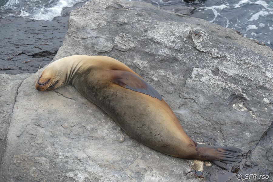 Seelöwe in Puerto Chino, Galapagos