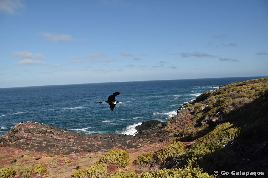 Bindenfregattvogel in Punta Pitt, Galapagos