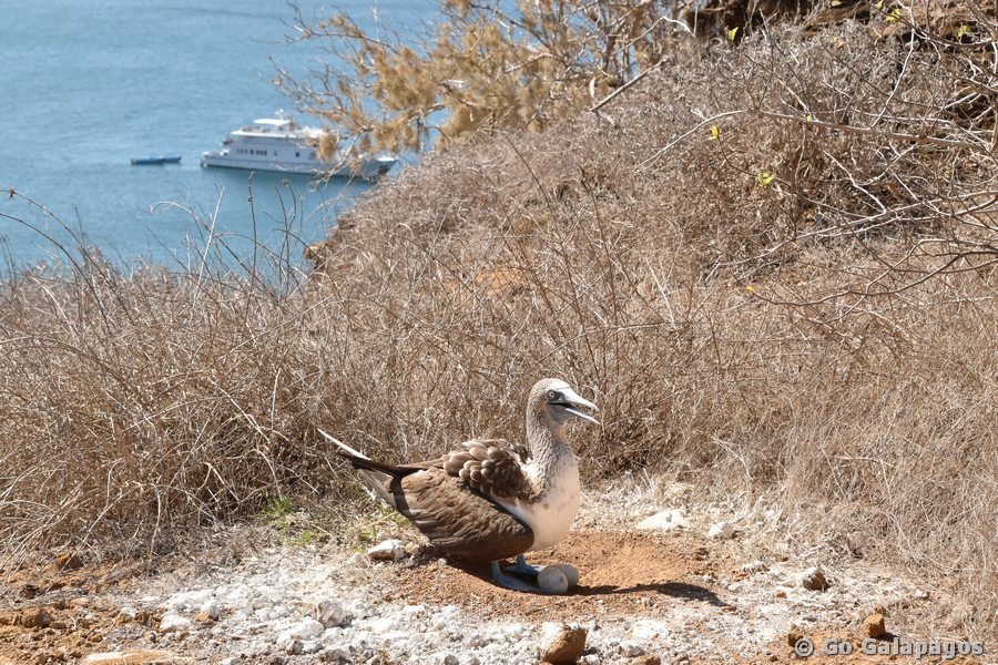 Blaufußtölpel mit Ei, Galapagos