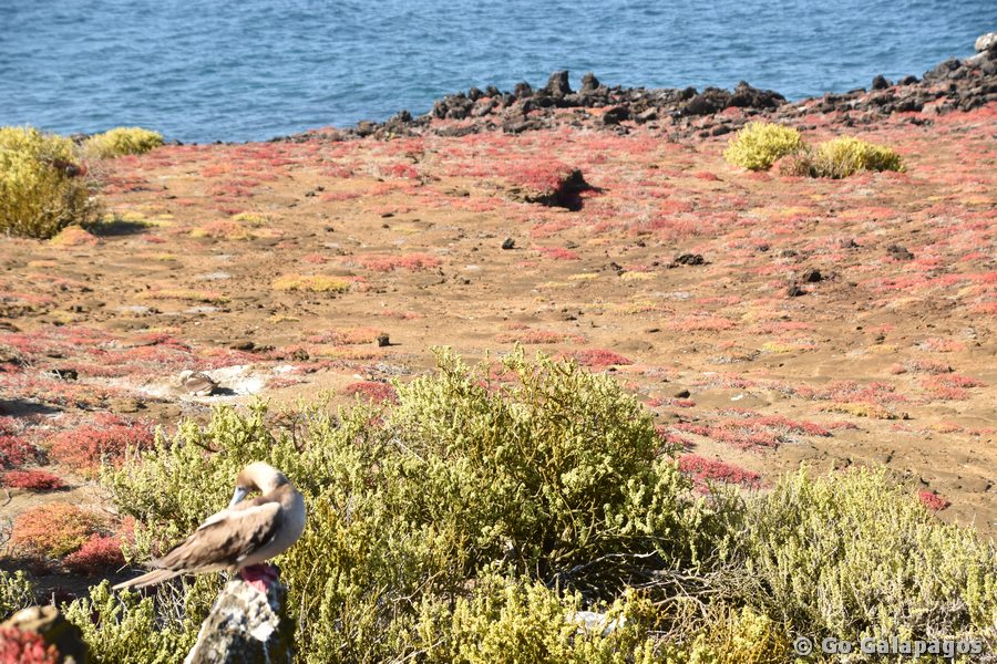 Sesuvie in Punta Pitt, Galapagos