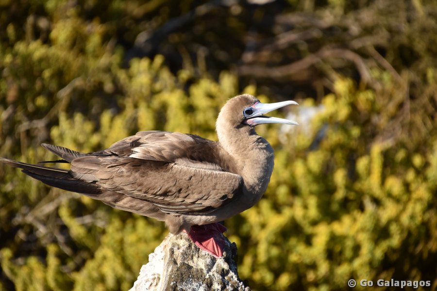 Rotfußtölpel in San Cristóbal, Galapagos