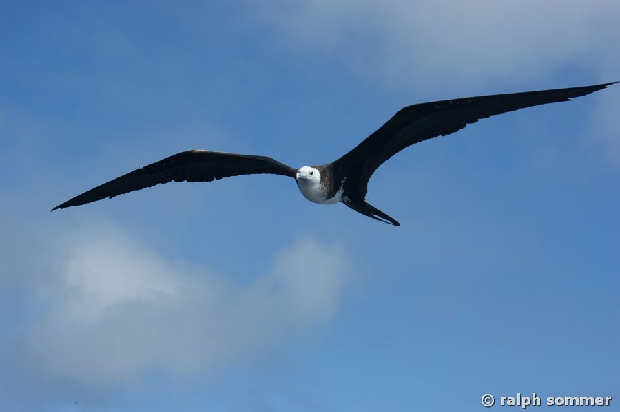 Blindenfregattvogel am Bachas Beach, Galapagos