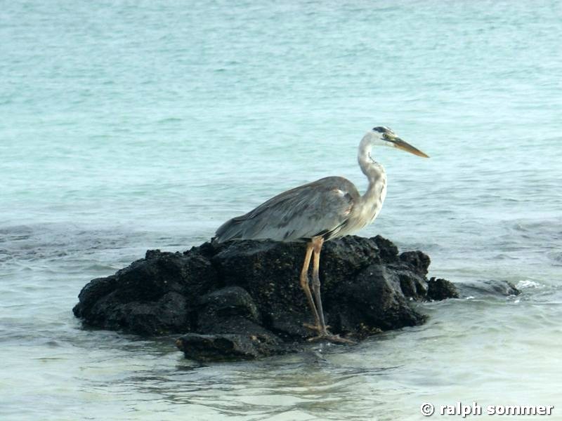 Kanadareiher am Bachas Beach, Galapagos