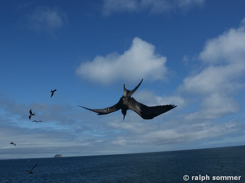Prachtfregattvogel am Bachas Beach, Galapagos