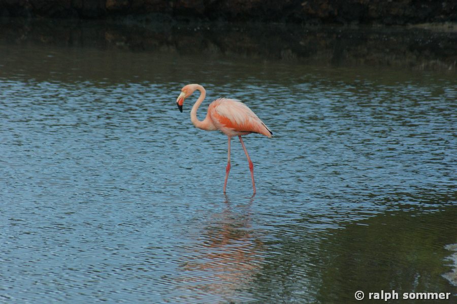 Roter Flamingo am Bachas Beach, Galapagos