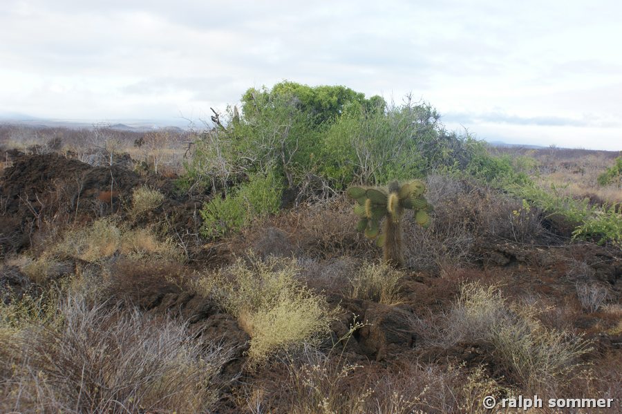 Trockenlandschaft am Bachas Beach, Galapagos