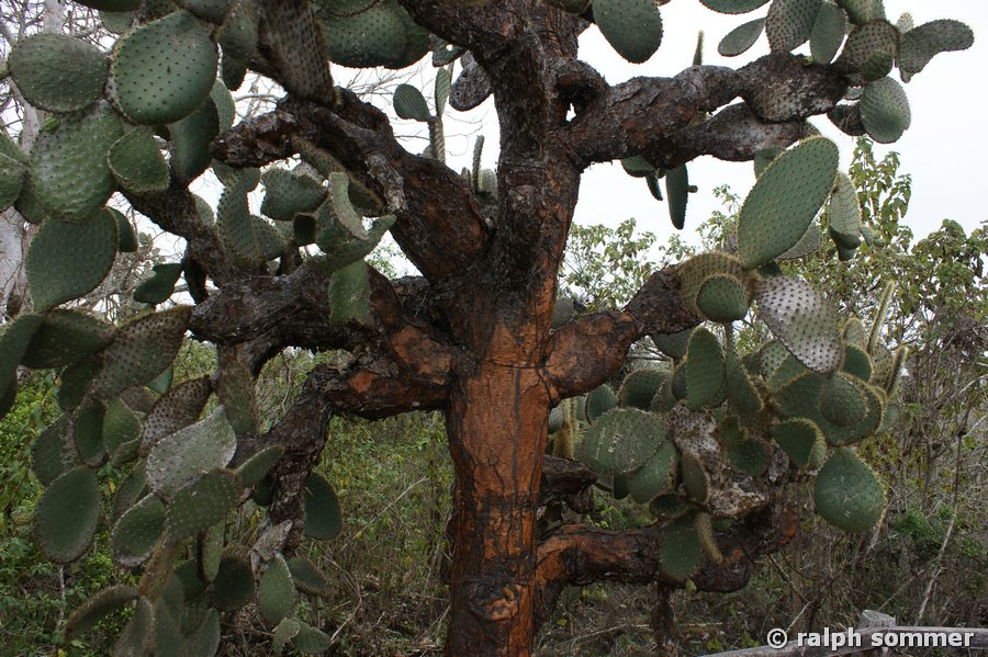 Baumopuntie an der Charles Darwin Station, Galapagos
