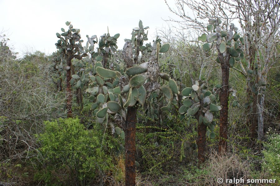Baumopuntien in der Charles Darwin Station, Galapagos