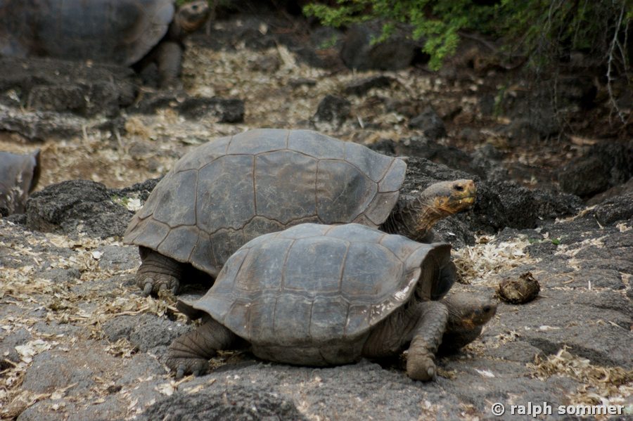 Galapagos Schildkröten in der Charles Darwin Station