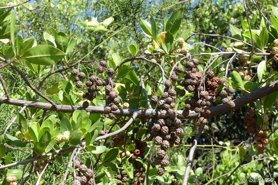 Knopfmangrove in der Charles Darwin Station, Galapagos