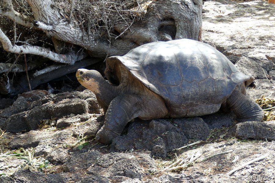 Riesenschildkröte in der Charles Darwin Station, Galapagos