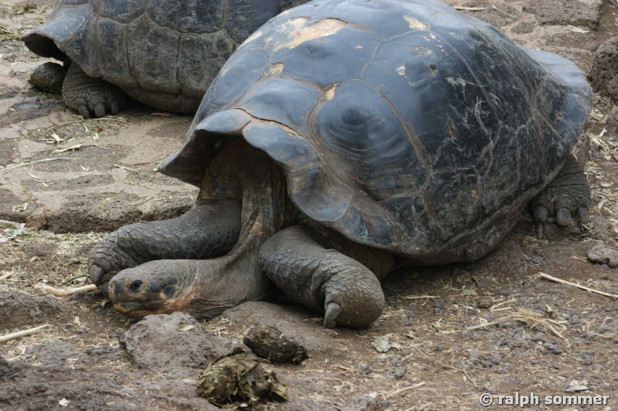 Sattelschildkröte in der Charles Darwin Station, Galapagos