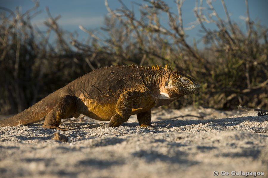 Landleguan am Dragon Hill auf Santa Cruz, Galapagos