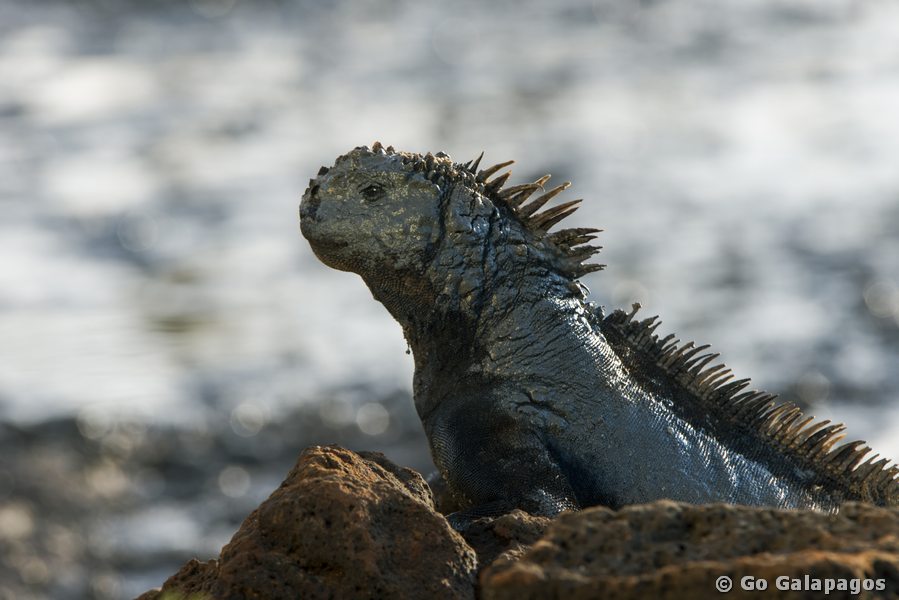 Meerechse am Dragon Hill auf Santa Cruz, Galapagos