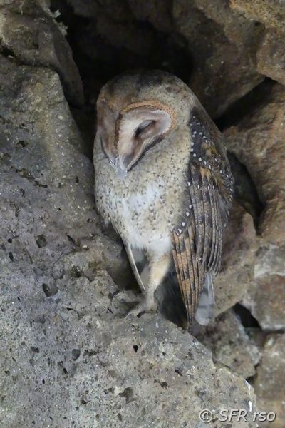 Schleiereule in Los Tuneles, Galapagos