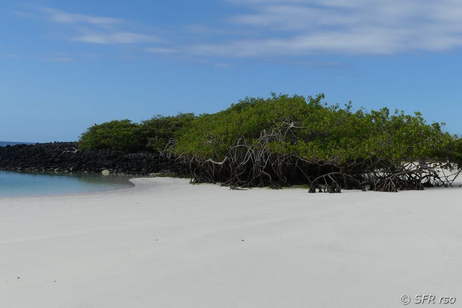 Korallensand am Turtle Bay, Galapagos