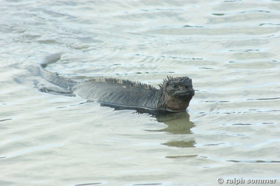 Schwimmende Meerechse am Turtle Bay, Galapagos