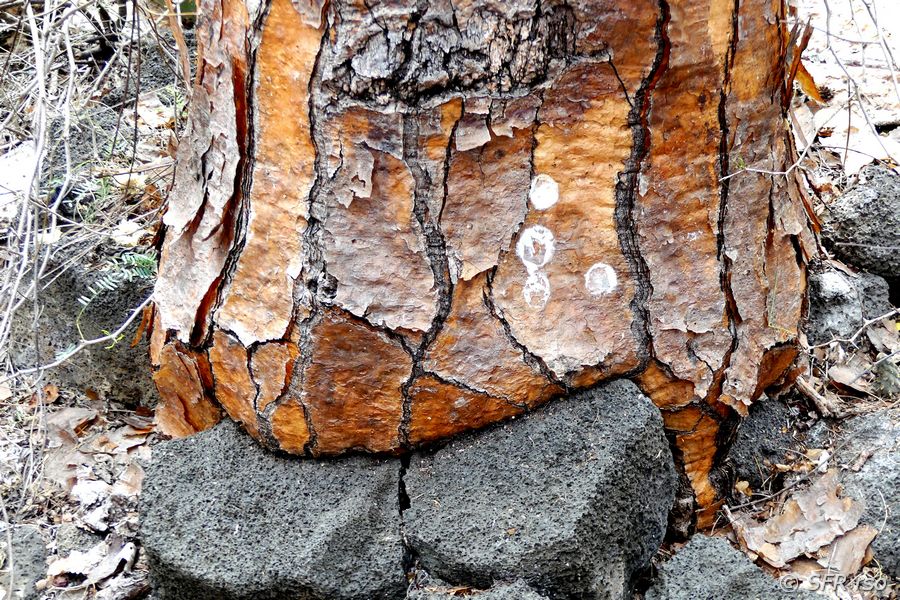 Opuntienkaktus auf Santa Cruz, Galapagos