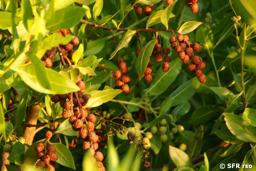 Knopfmangrove Conocarpus erectus Galapagos