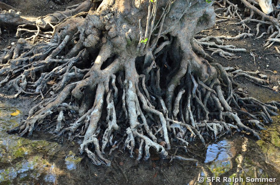 Knopfmangrovenwurzeln Galapagos