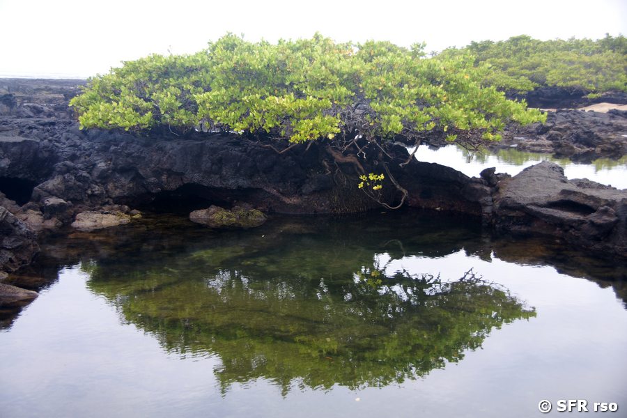 Mangroven Humedales Insel Isabela Galapagos