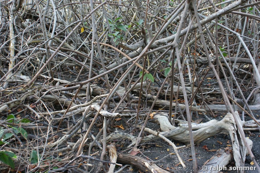 Mangroven Stelzwurzeln Los Humedales Galapagos