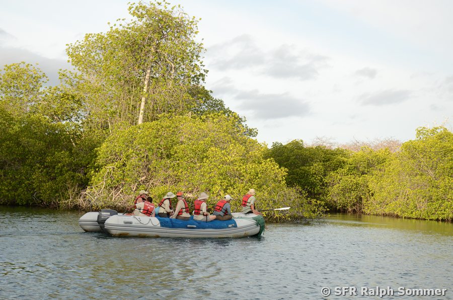 Mangrovenbucht Bahia Elizabeth Insel Isabela Galapagos
