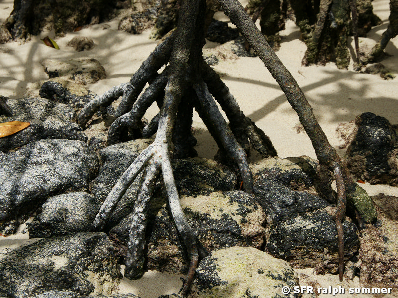 Mangrovenwurzeln San Cristobal Galapagos