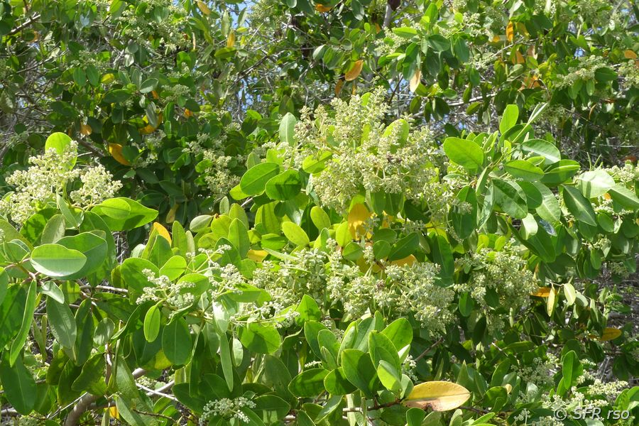 Rote Mangrove Blueten Galapagos