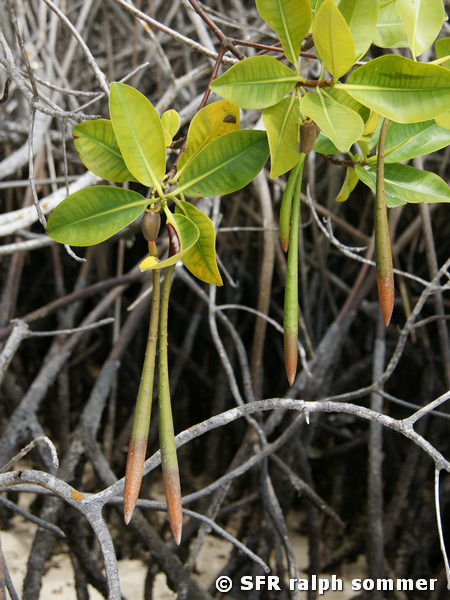 Rote Mangrove Keimlinge San Cristobal Galapagos