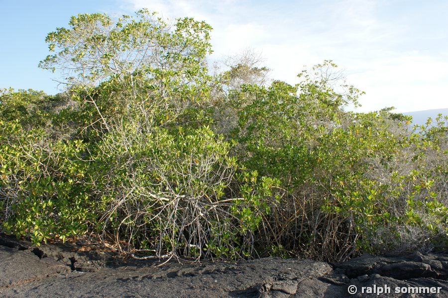 Rote Mangroven Galapagos