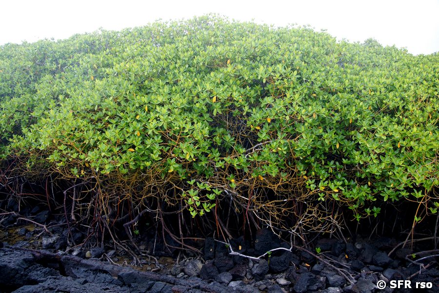 Rote Mangroven Küste Galapagos